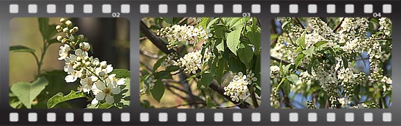 footages "Blooming Bird-cherry"